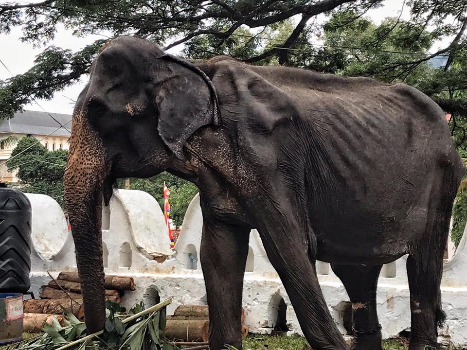voi gầy trơ xương ở lễ hội srilanka