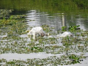 ứng dụng của máy tách rác trong nhà máy xử lý nước mặt