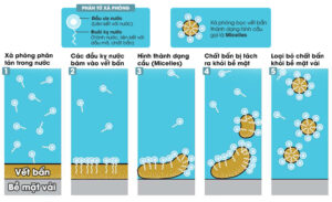 Cơ chế tẩy rửa dầu mỡ ra khỏi quần áo