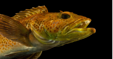 Loài cá lingcod mọc mới 20 răng mỗi ngày
