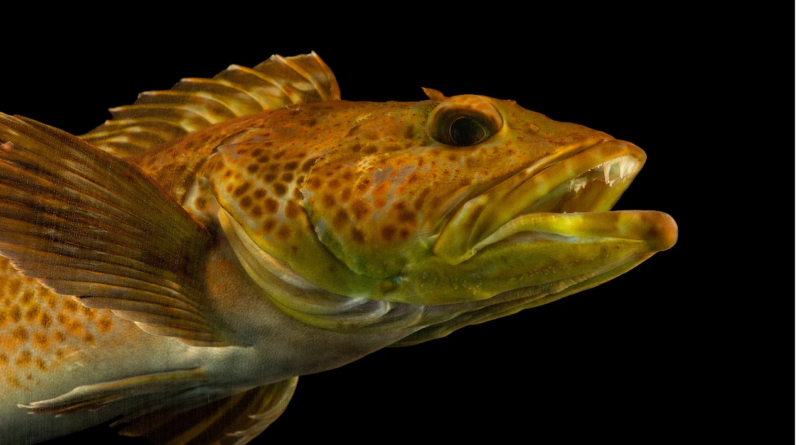 Loài cá lingcod mọc mới 20 răng mỗi ngày